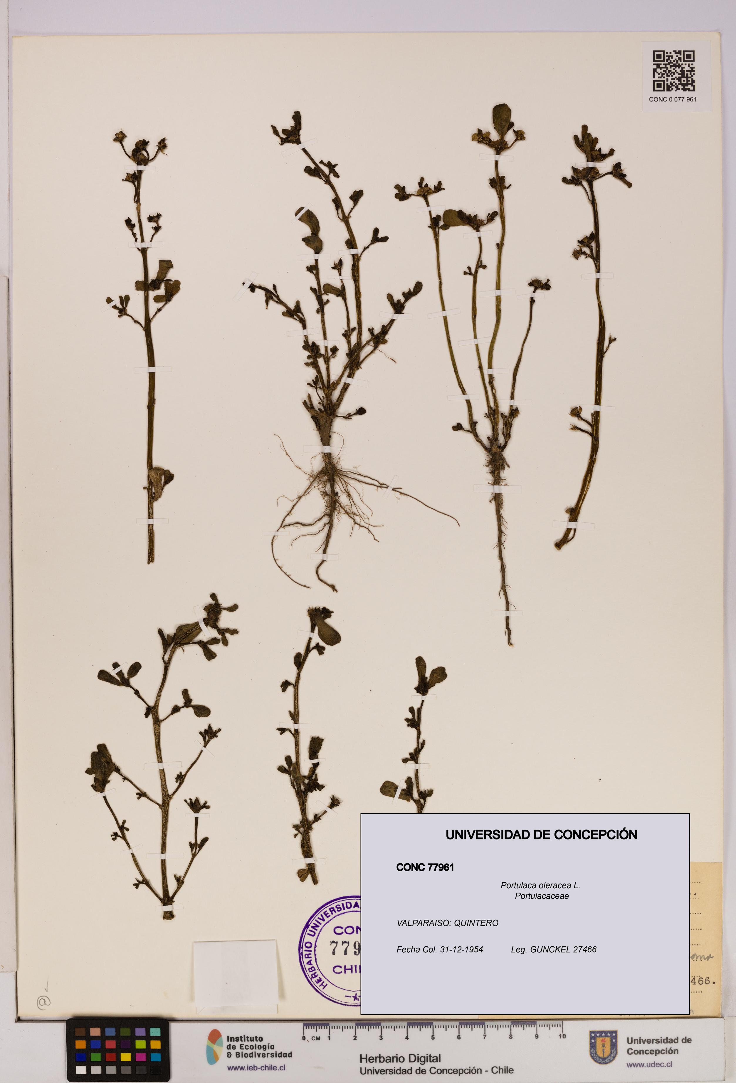 Portulaca oleracea [Espécimen: UDEC:CONC:0077961]
