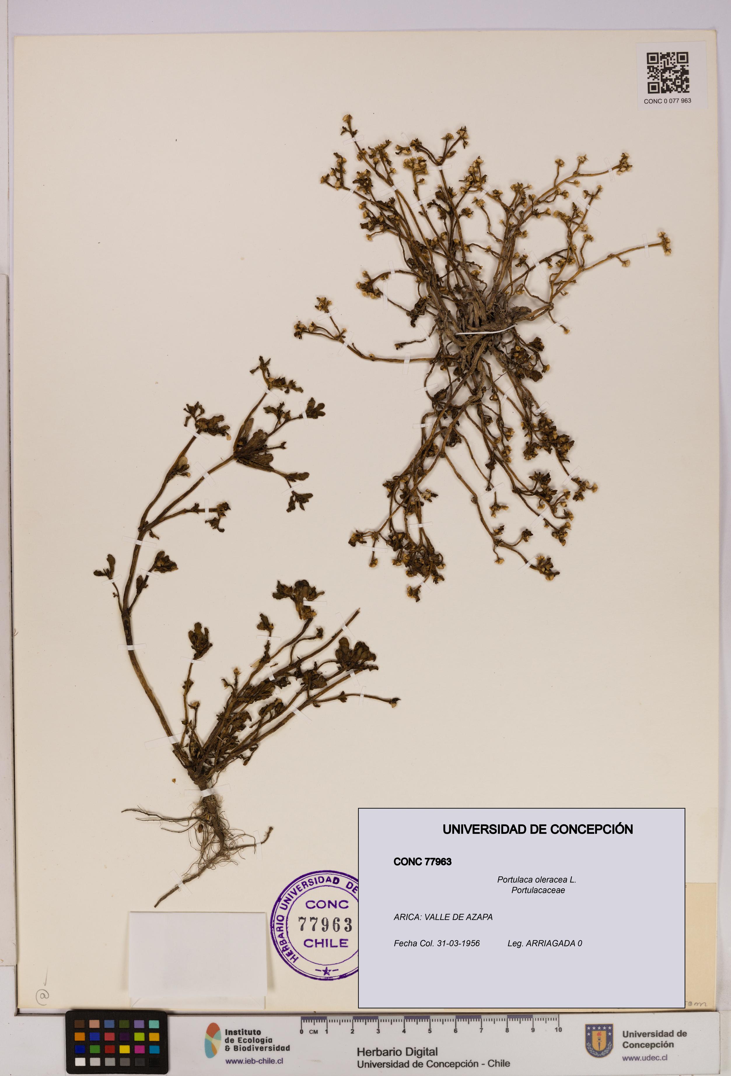 Portulaca oleracea [Espécimen: UDEC:CONC:0077963]