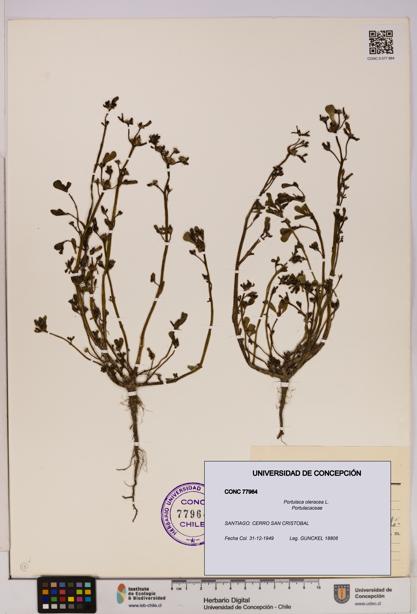 Portulaca oleracea [Espécimen: UDEC:CONC:0077964]