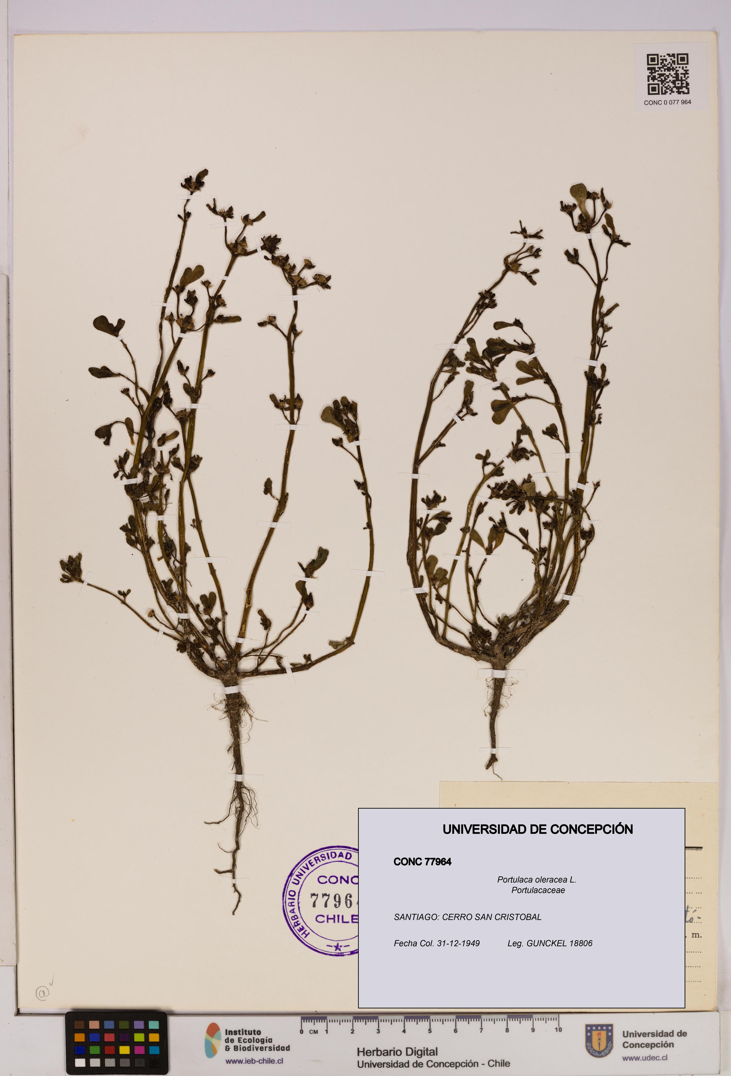 Portulaca oleracea [Espécimen: UDEC:CONC:0077964]