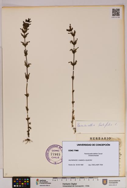 Parentucellia latifolia [Espécimen: UDEC:CONC:0077965]