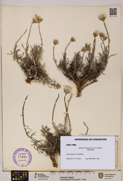 Senecio chilensis var. chilensis [Espécimen: UDEC:CONC:0077966]