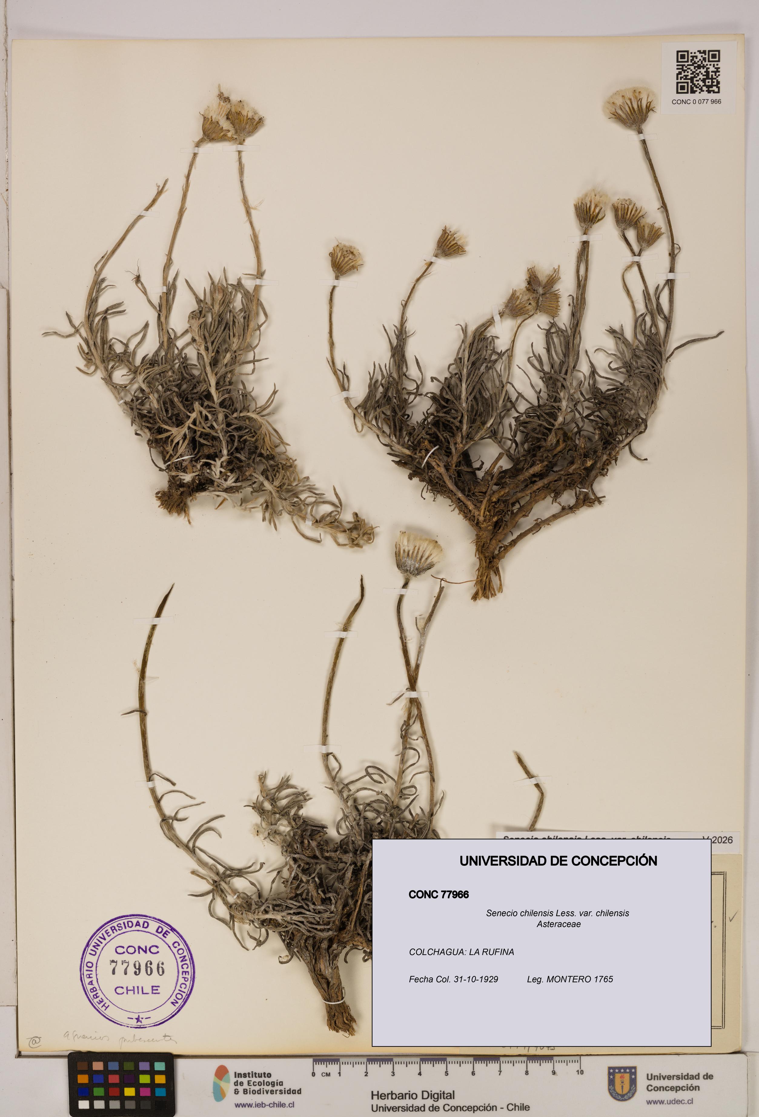 Senecio chilensis var. chilensis [Espécimen: UDEC:CONC:0077966]