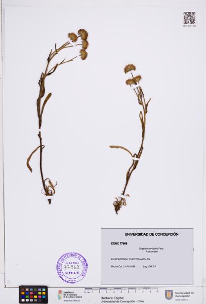Erigeron myosotis [Espécimen: ]