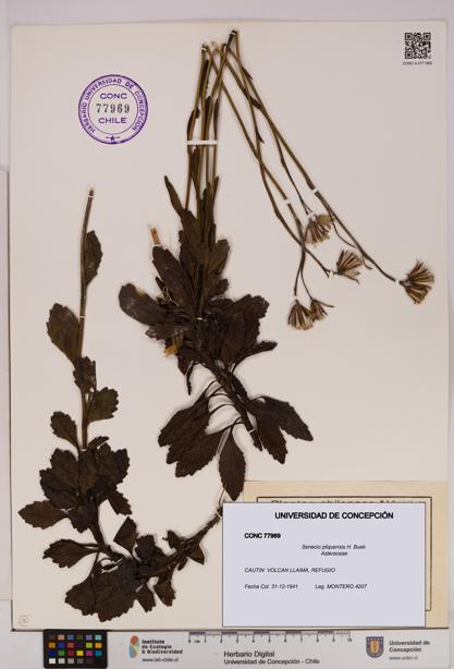 Senecio pilquensis [Espécimen: UDEC:CONC:0077969]
