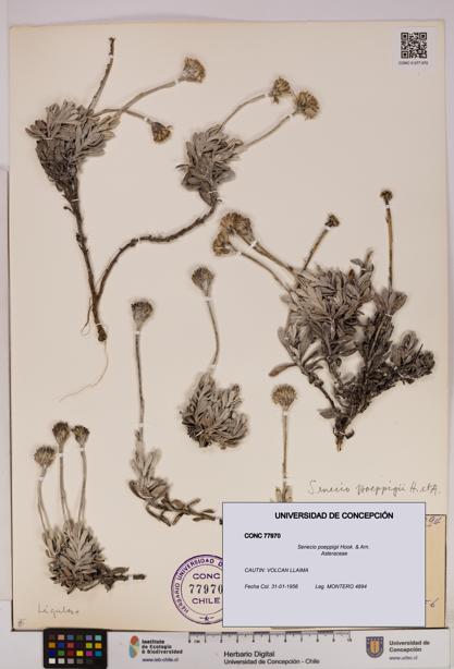 Senecio poeppigii [Espécimen: UDEC:CONC:0077970]