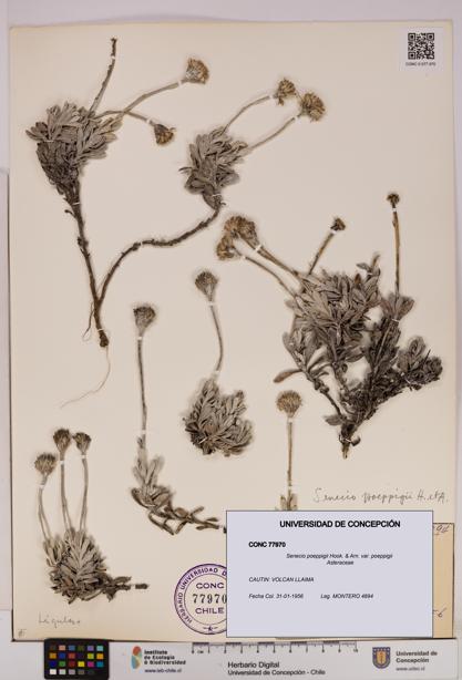 Senecio poeppigii var. poeppigii [Espécimen: ]