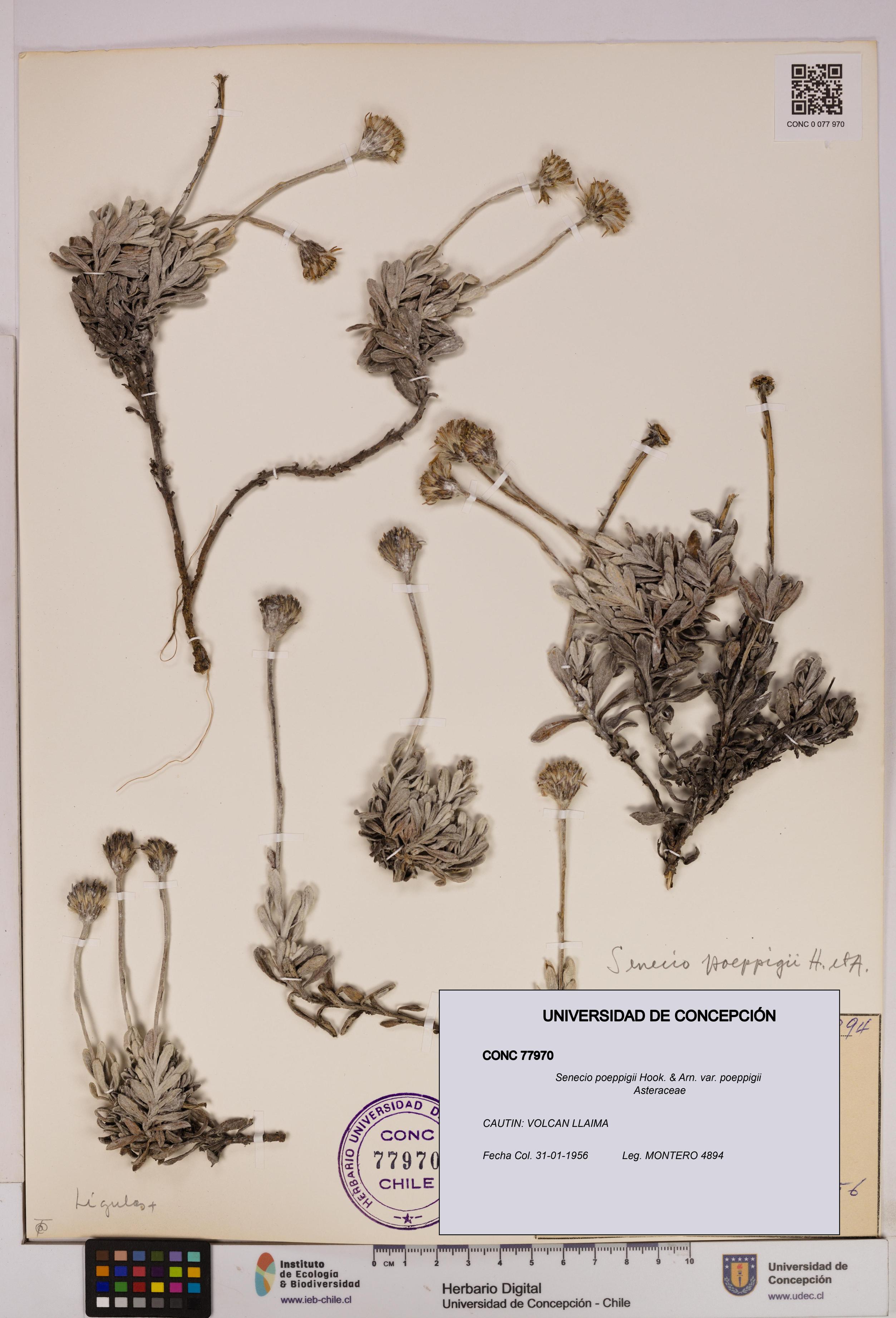 Senecio poeppigii var. poeppigii [Espécimen: ]