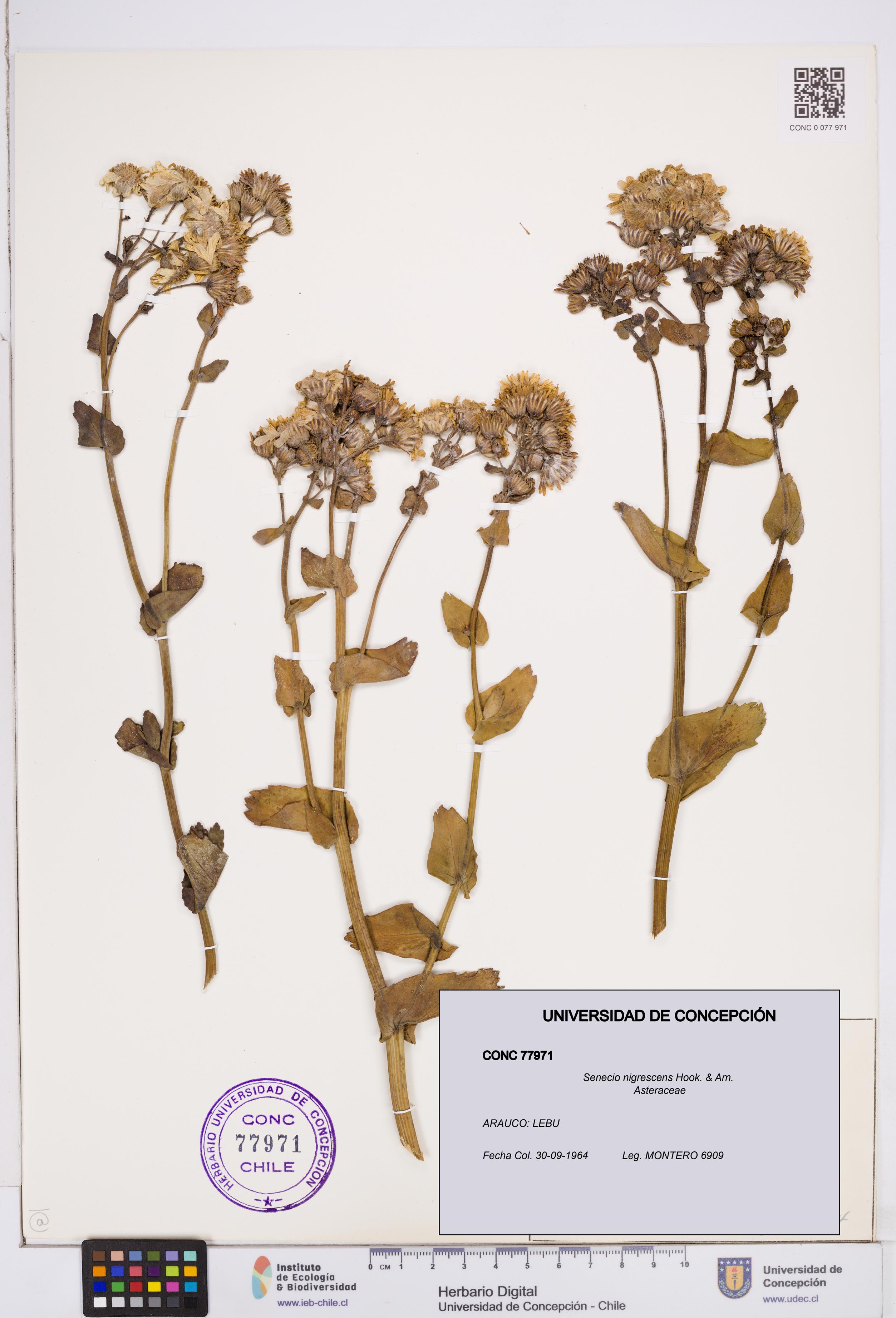 Senecio nigrescens [Espécimen: ]