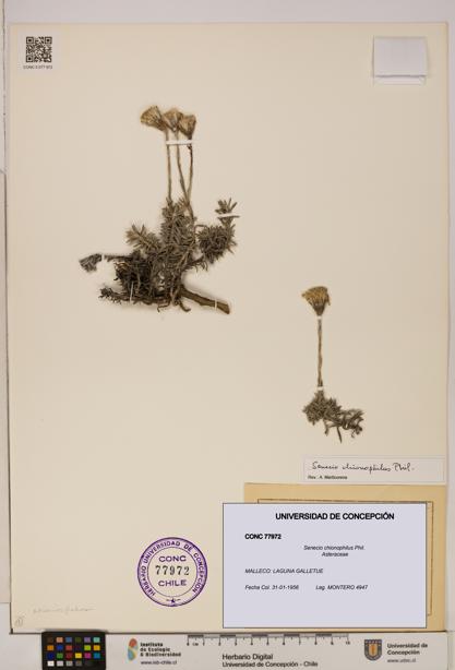 Senecio chionophilus [Espécimen: UDEC:CONC:0077972]