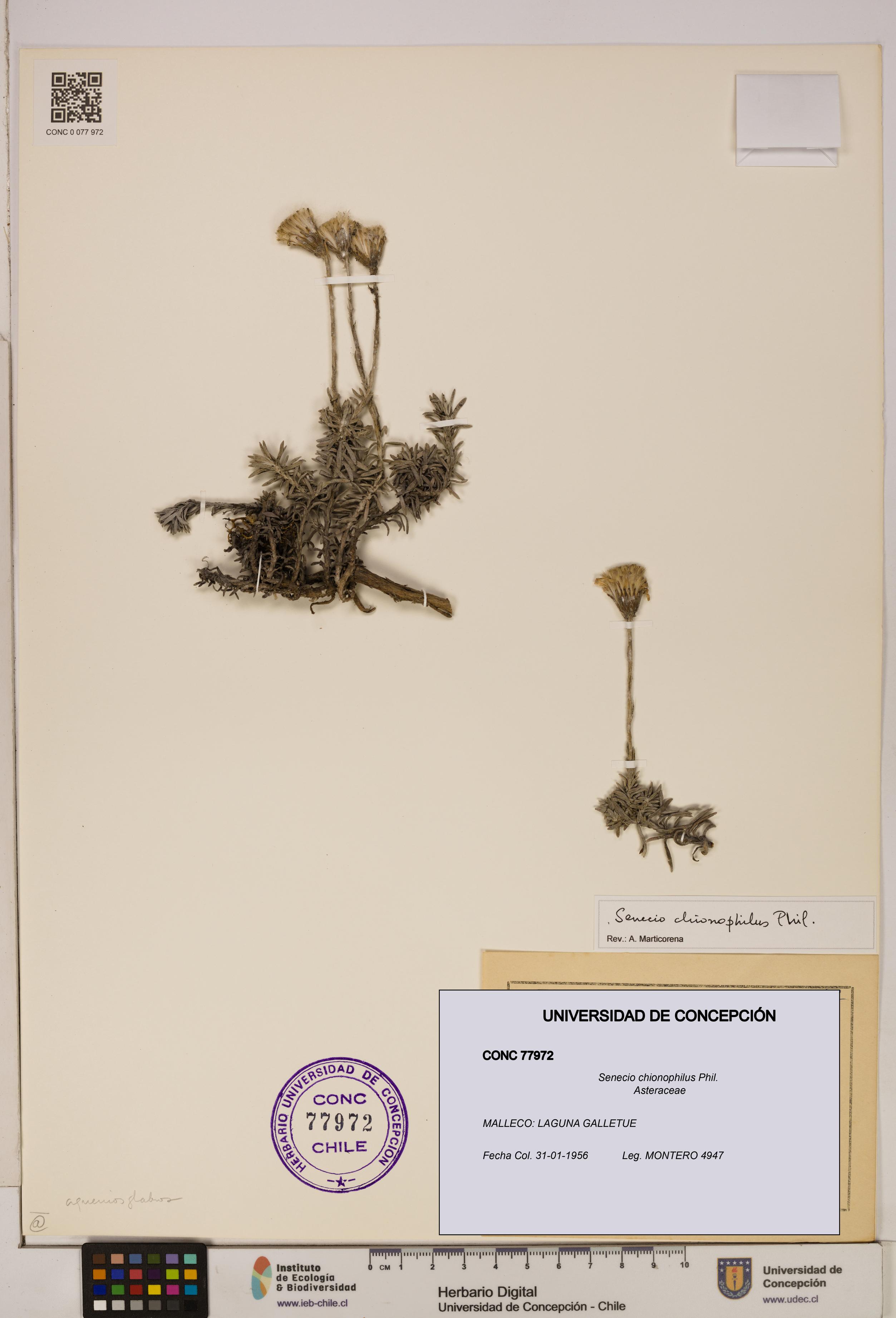 Senecio chionophilus [Espécimen: UDEC:CONC:0077972]