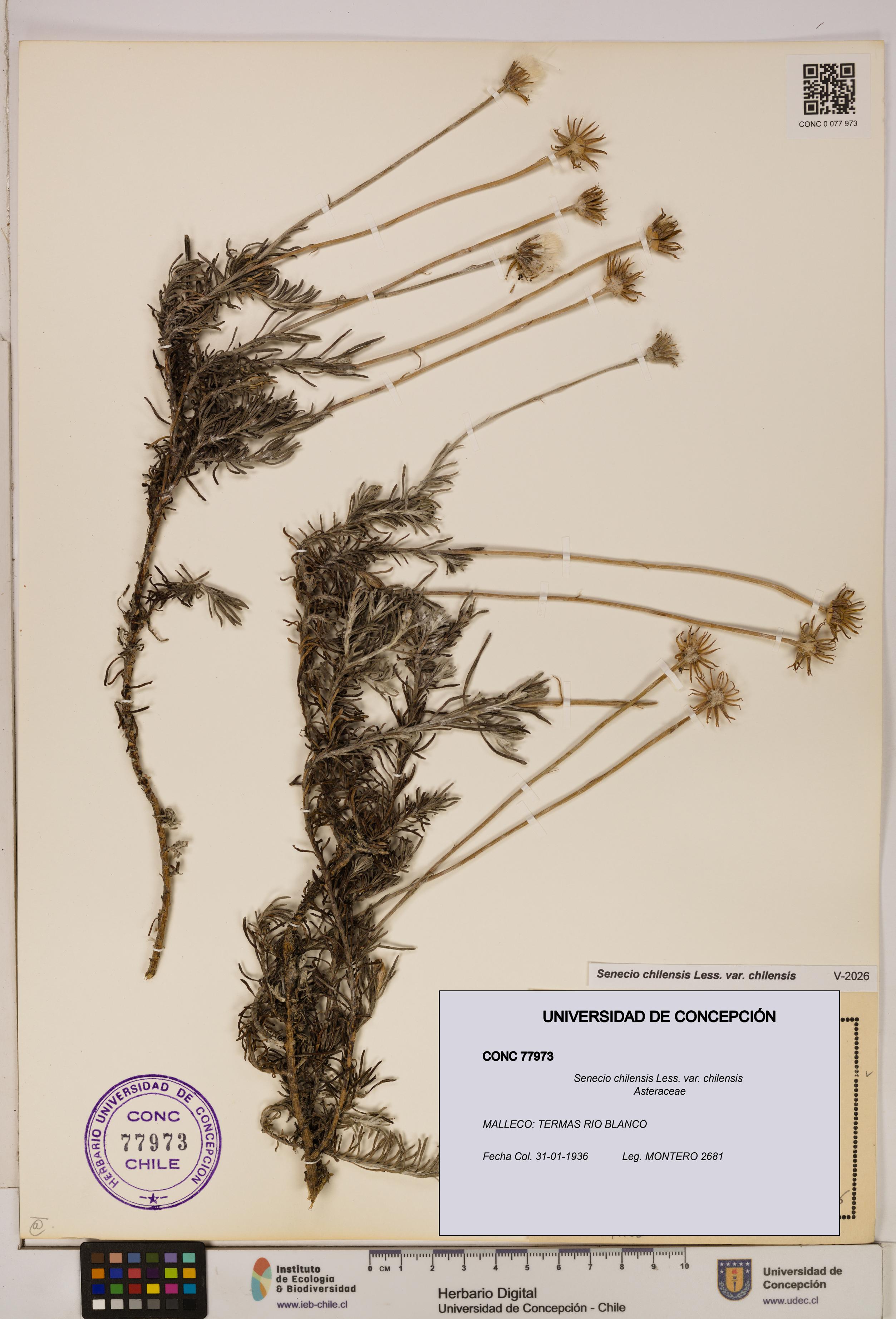 Senecio chilensis var. chilensis [Espécimen: UDEC:CONC:0077973]