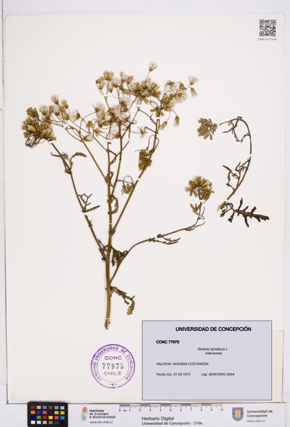 Senecio sylvaticus [Espécimen: ]