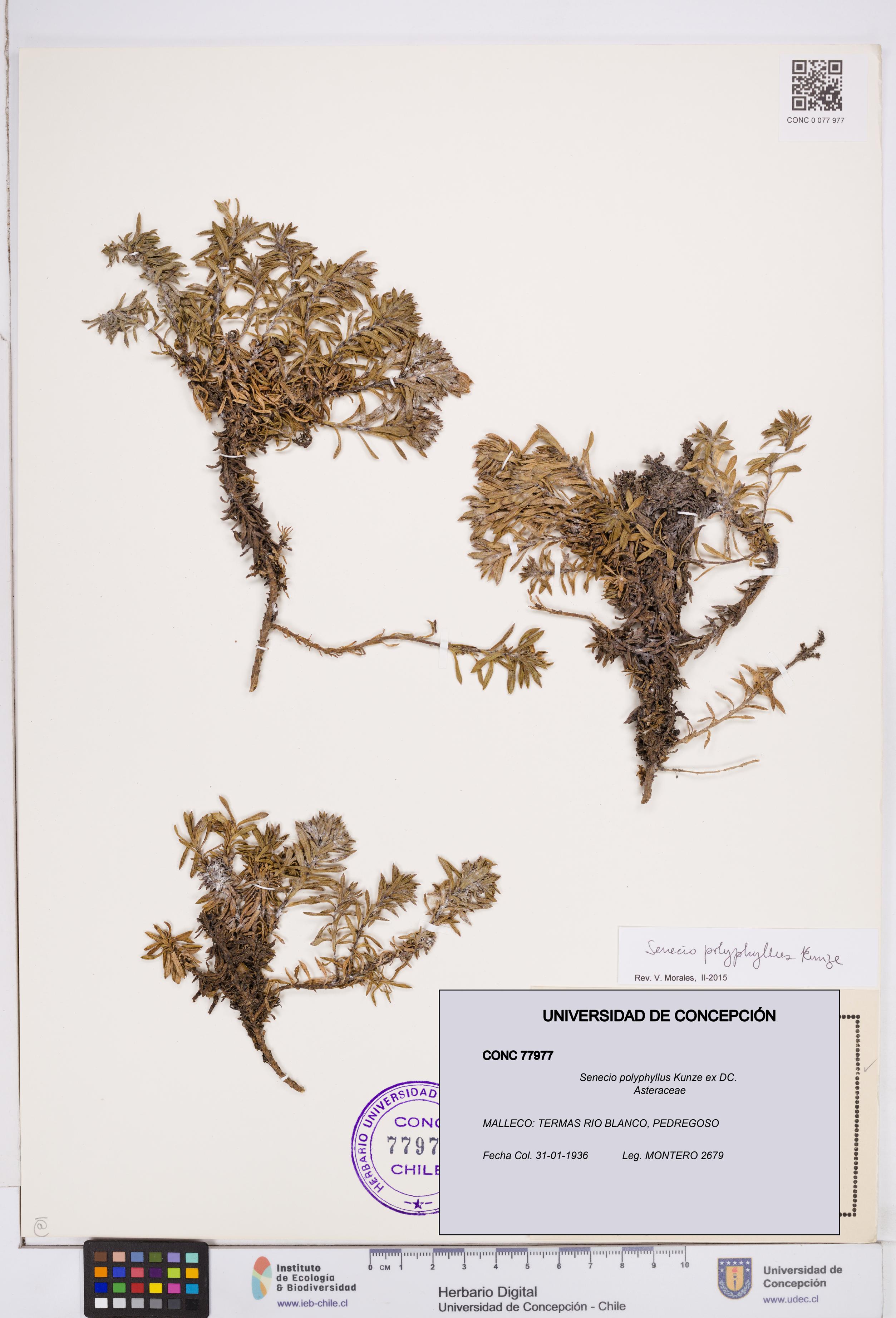 Senecio polyphyllus [Espécimen: ]