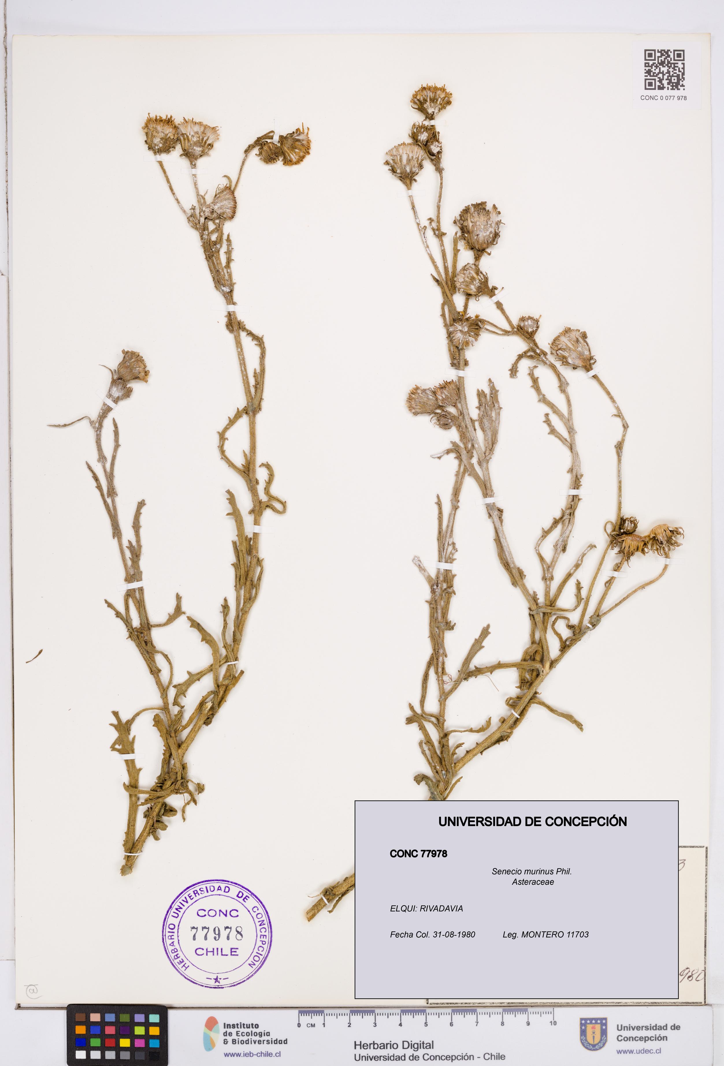 Senecio murinus [Espécimen: ]