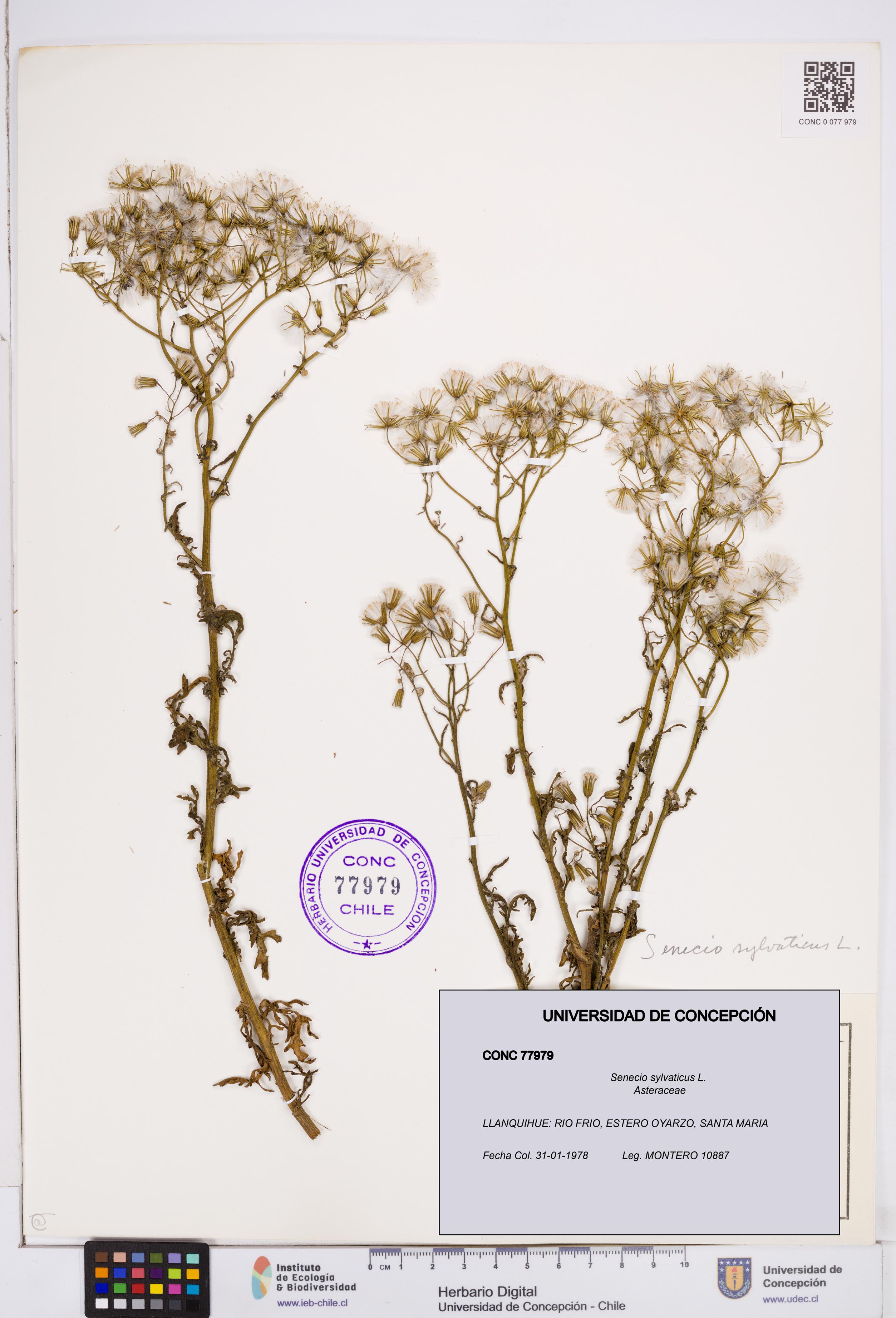 Senecio sylvaticus [Espécimen: ]