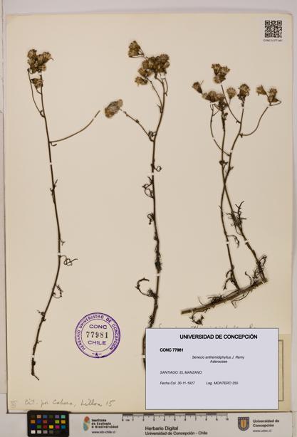 Senecio anthemidiphyllus [Espécimen: UDEC:CONC:0077981]
