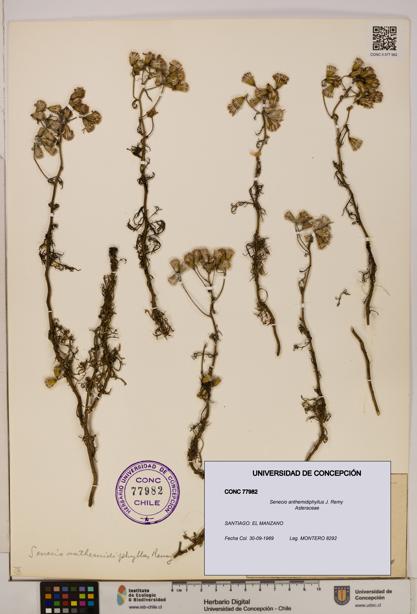 Senecio anthemidiphyllus [Espécimen: UDEC:CONC:0077982]