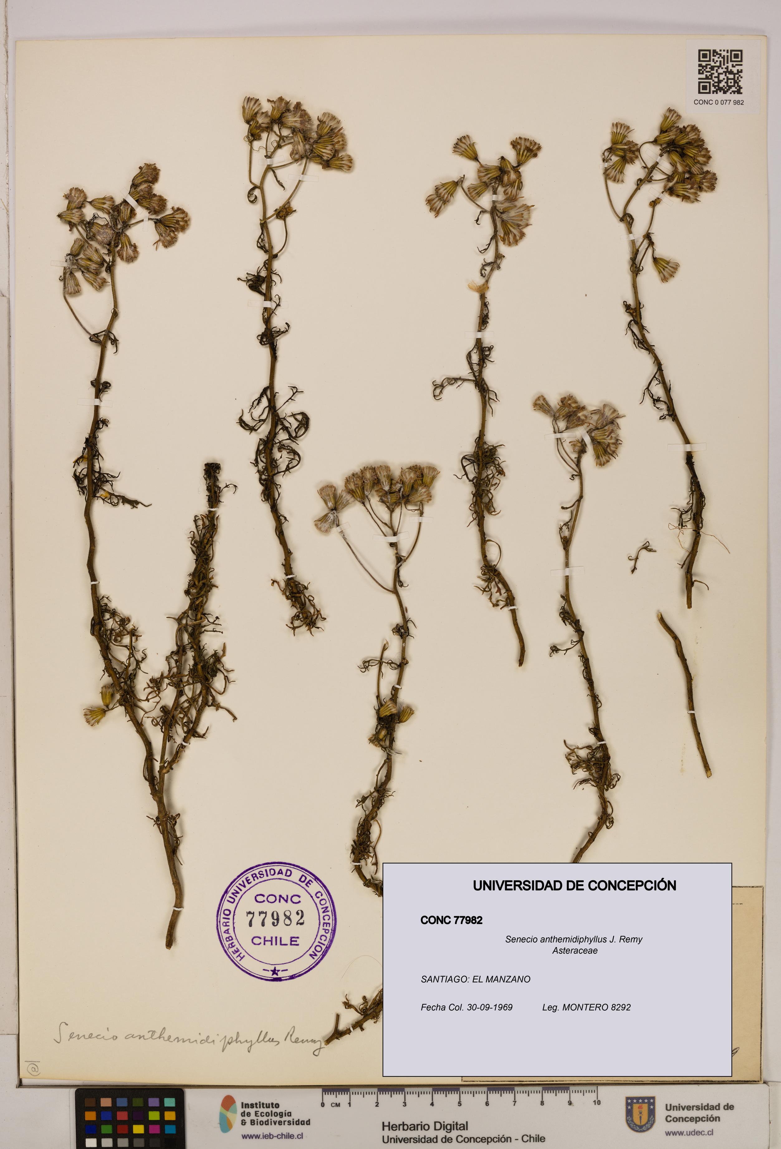 Senecio anthemidiphyllus [Espécimen: UDEC:CONC:0077982]