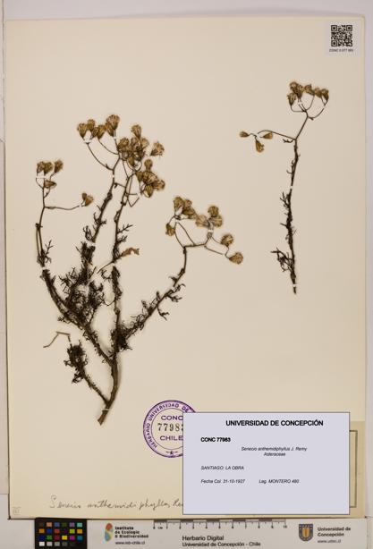 Senecio anthemidiphyllus [Espécimen: UDEC:CONC:0077983]