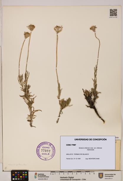 Senecio chilensis var. chilensis [Espécimen: UDEC:CONC:0077987]
