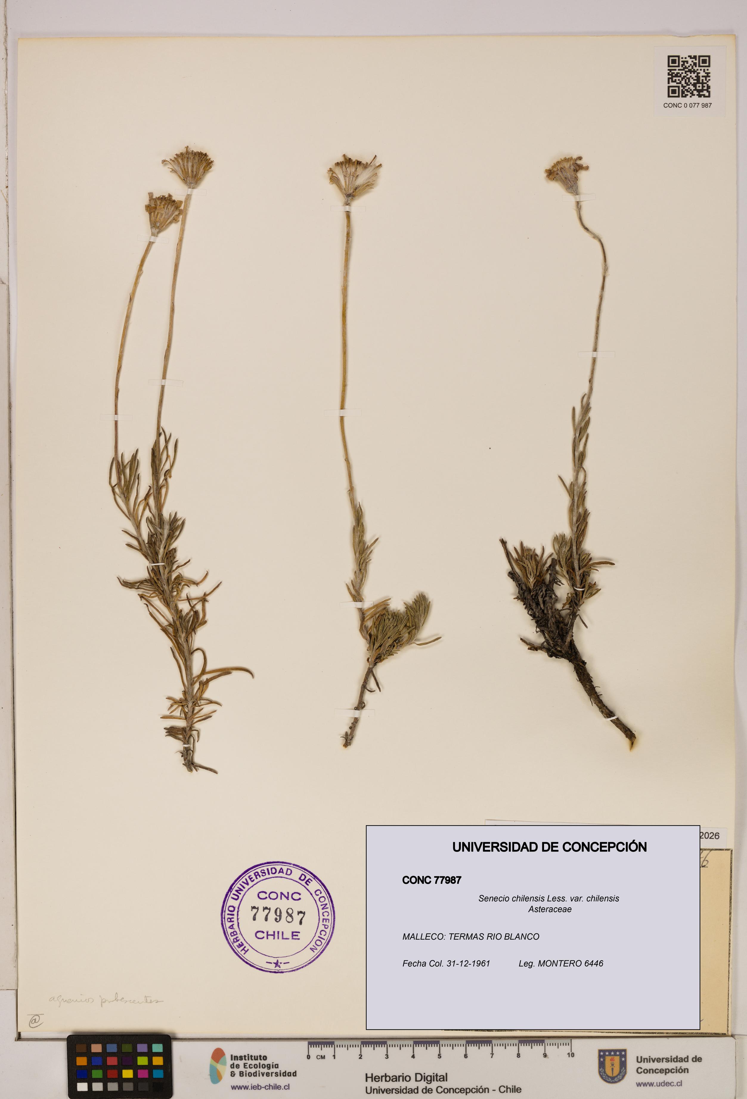Senecio chilensis var. chilensis [Espécimen: UDEC:CONC:0077987]
