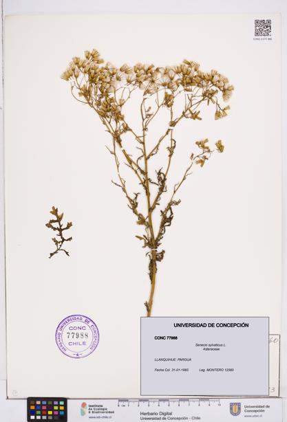 Senecio sylvaticus [Espécimen: ]
