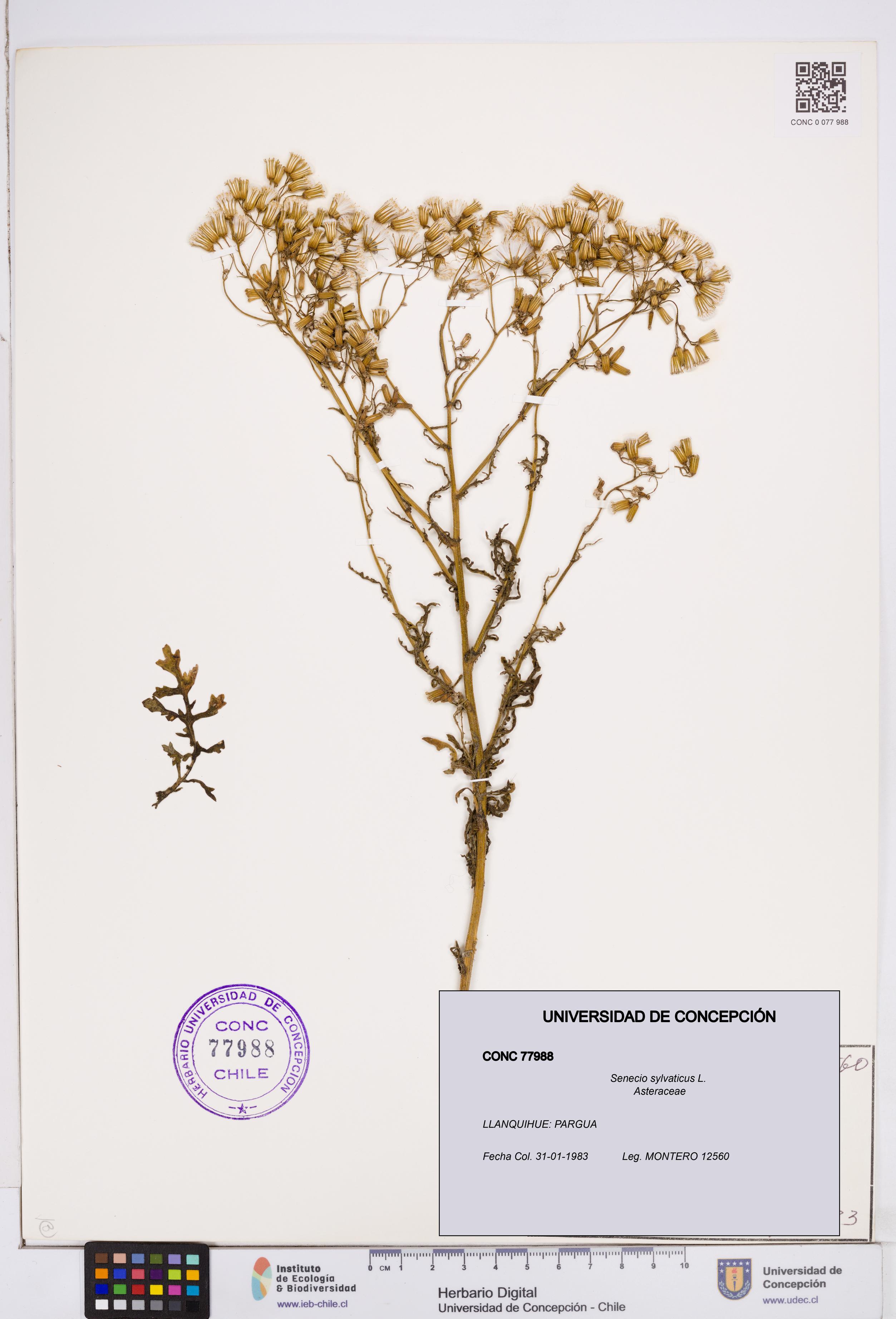 Senecio sylvaticus [Espécimen: ]