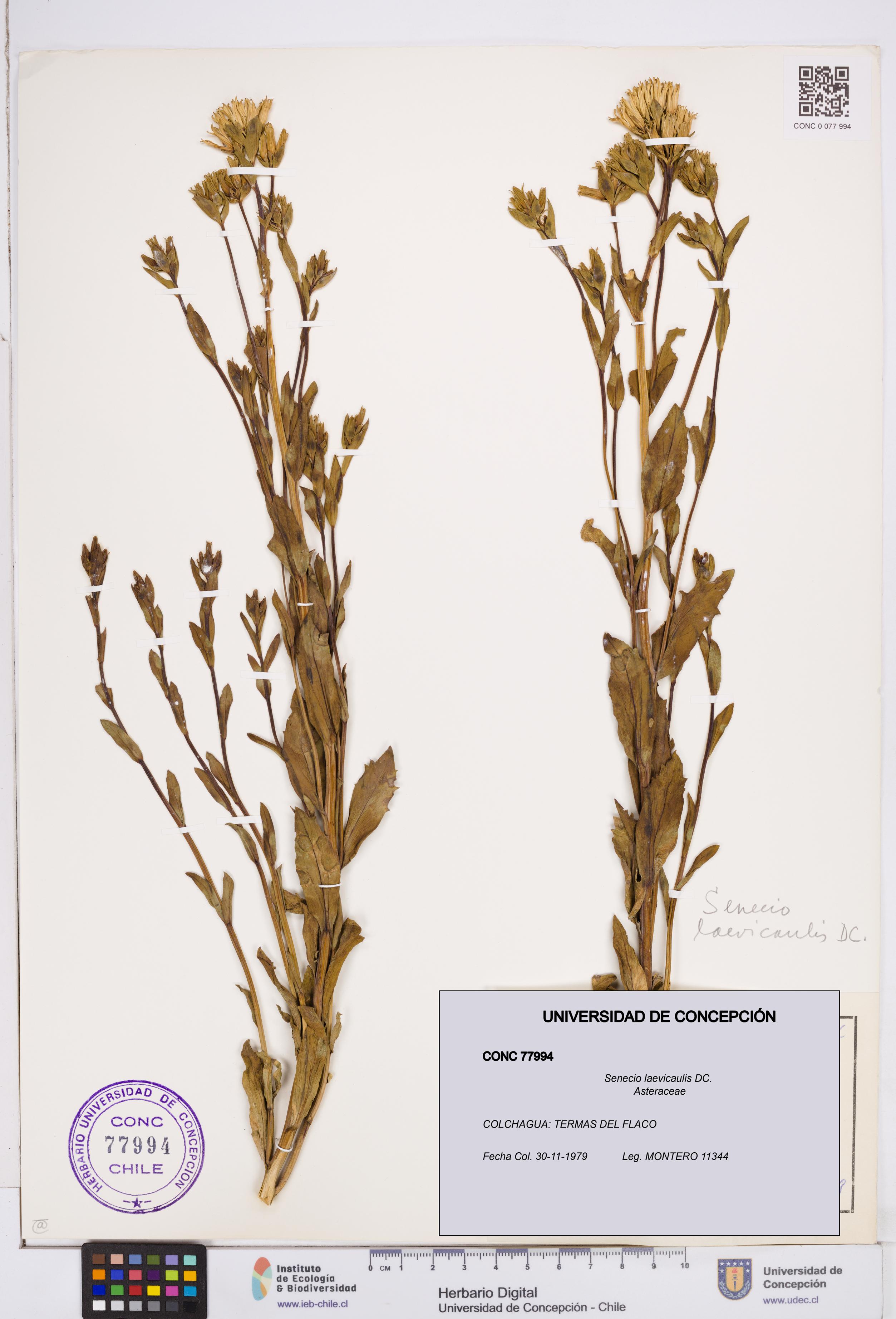 Senecio laevicaulis [Espécimen: ]