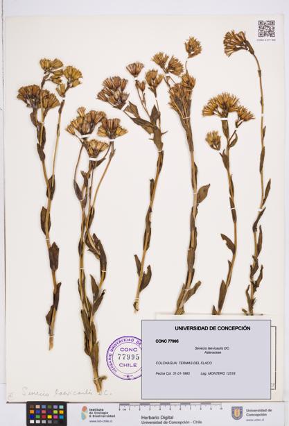Senecio laevicaulis [Espécimen: ]