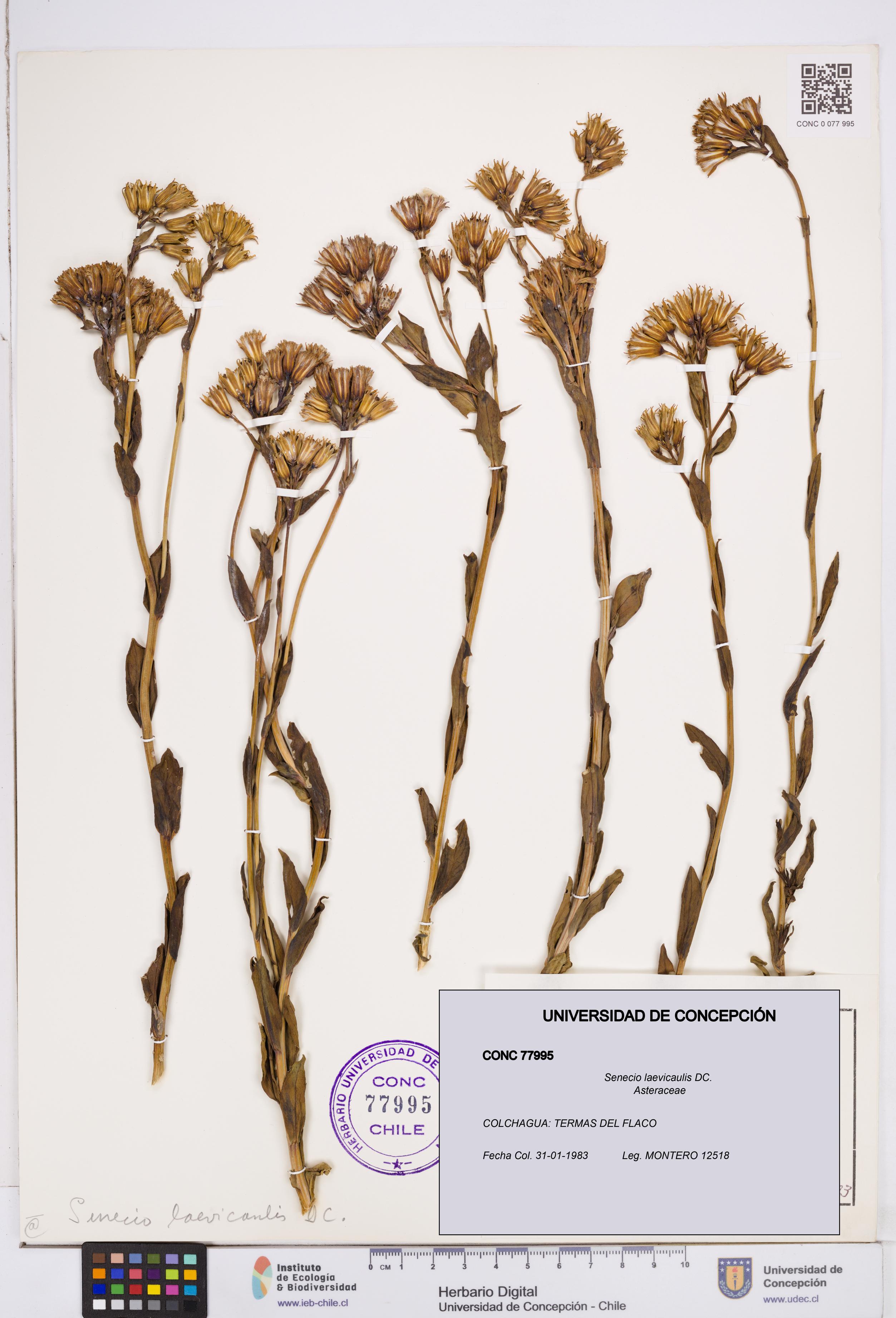 Senecio laevicaulis [Espécimen: ]