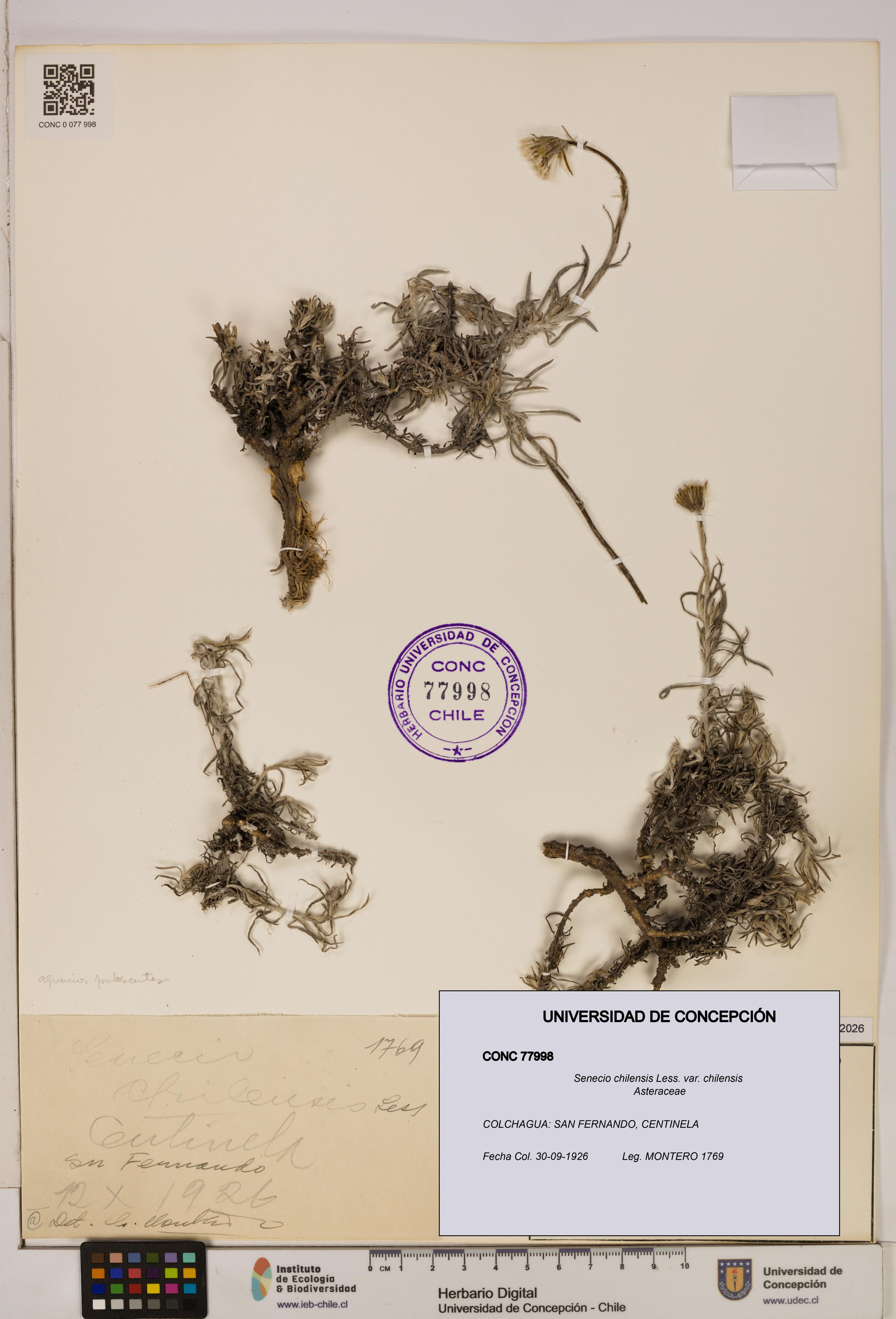 Senecio chilensis var. chilensis [Espécimen: UDEC:CONC:0077998]