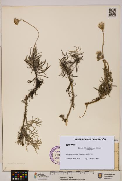 Senecio chilensis var. chilensis [Espécimen: UDEC:CONC:0077999]