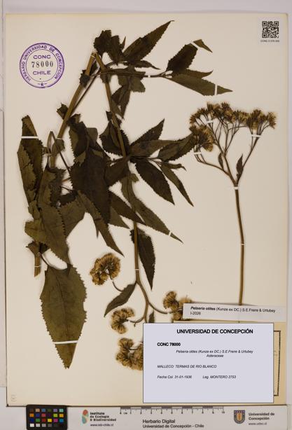 Pelseria otites [Espécimen: ]