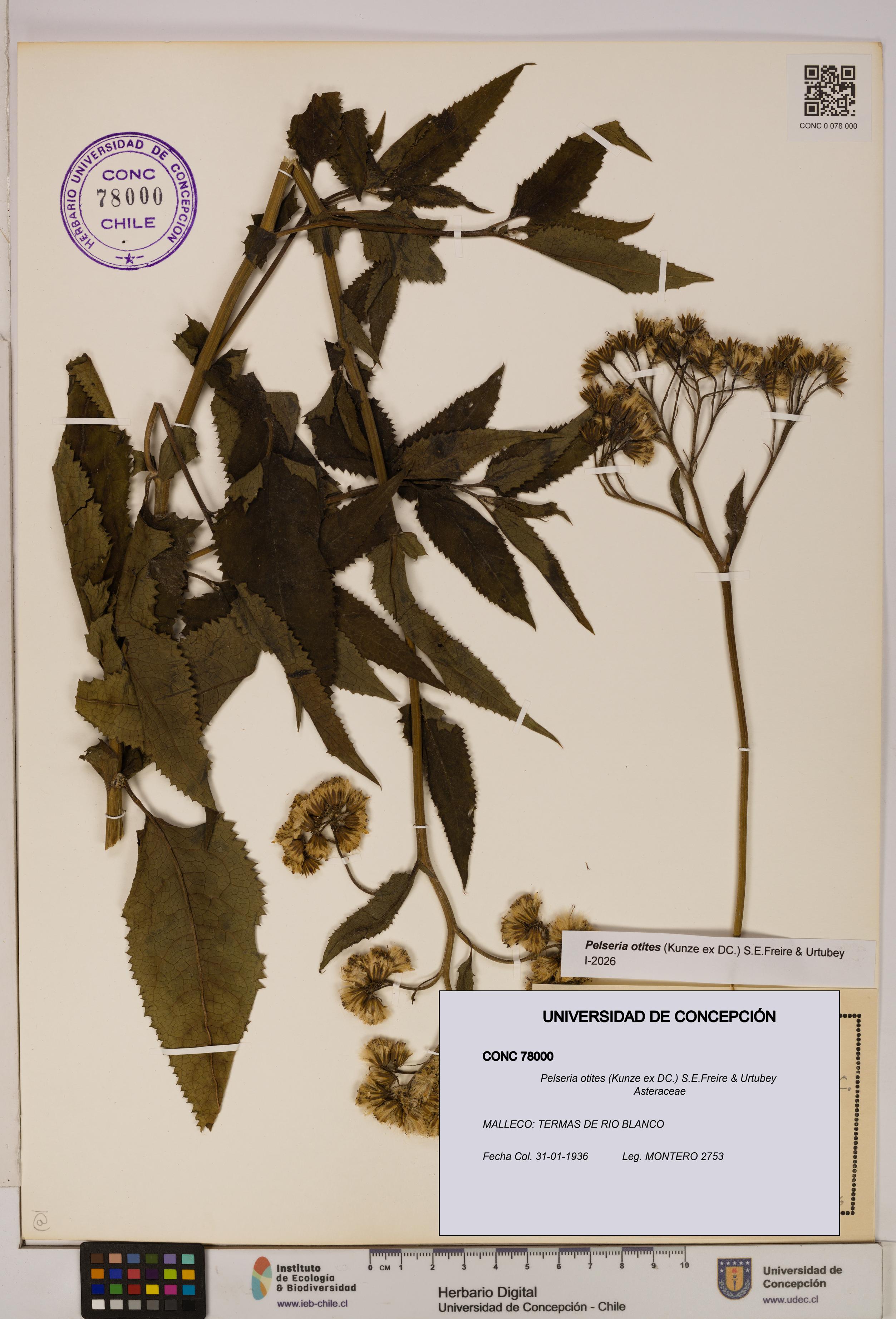 Pelseria otites [Espécimen: ]