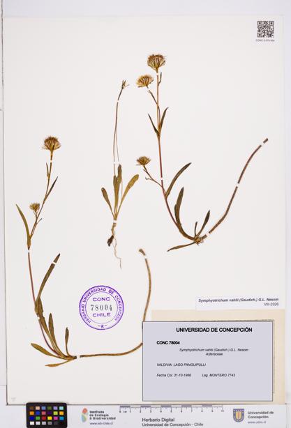 Symphyotrichum vahlii [Espécimen: ]
