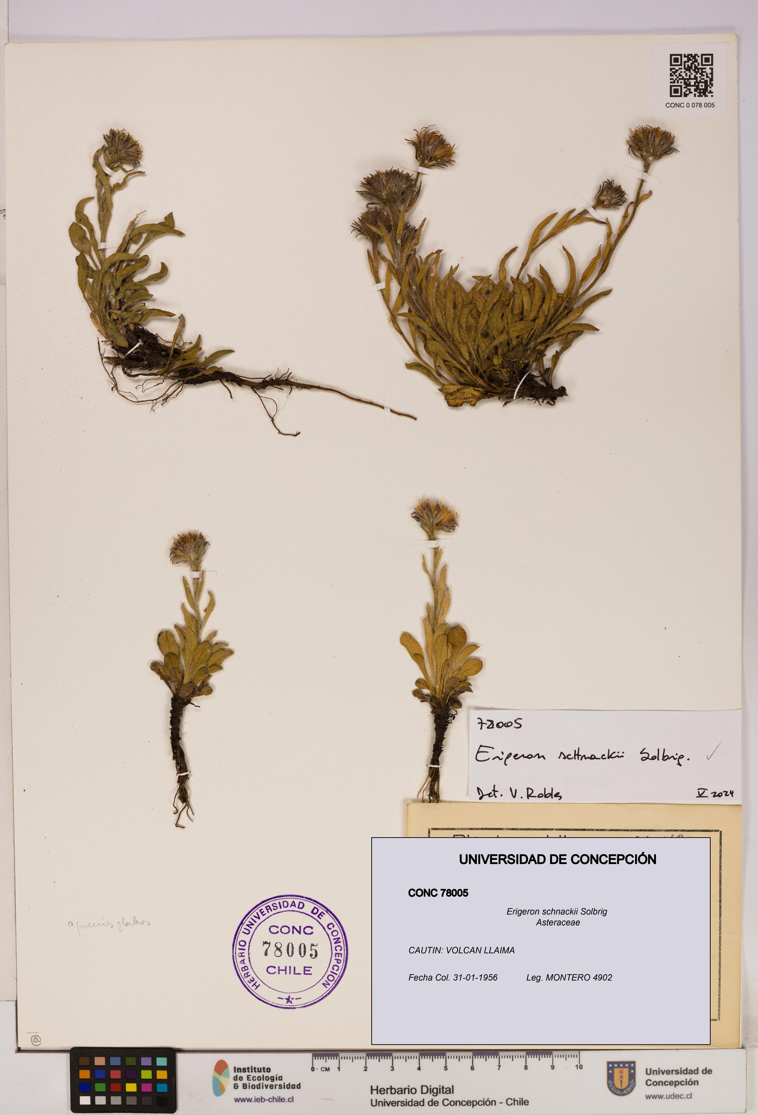 Erigeron schnackii [Espécimen: UDEC:CONC:0078005]