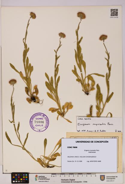 Erigeron myosotis [Espécimen: UDEC:CONC:0078006]