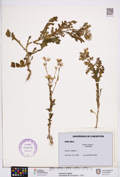 Senecio vulgaris [Espécimen: ]