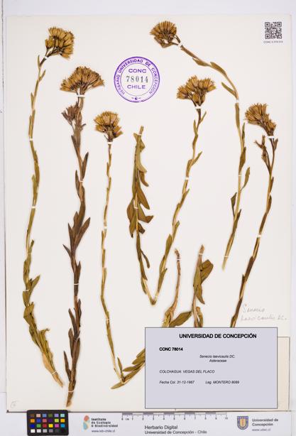 Senecio laevicaulis [Espécimen: ]