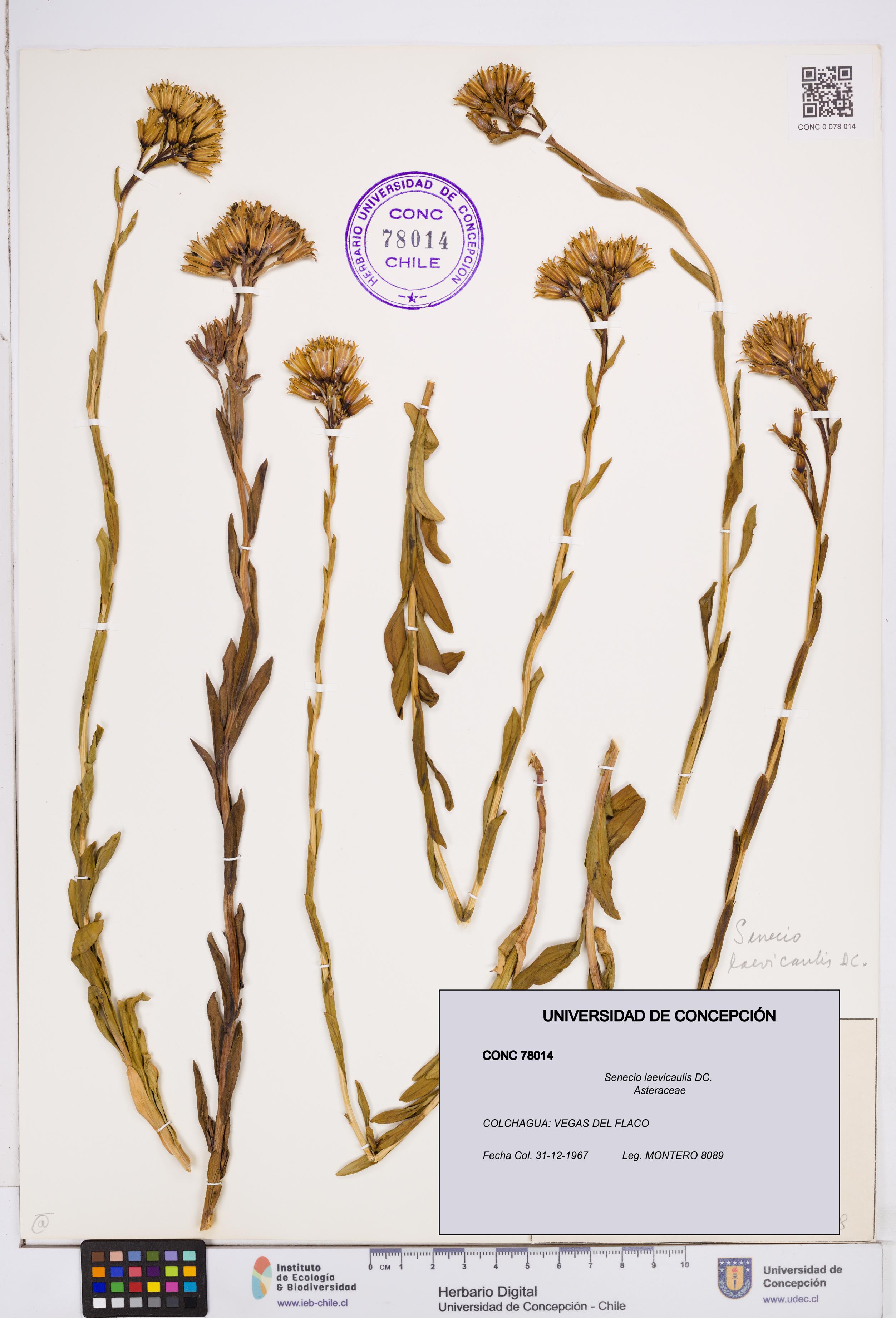 Senecio laevicaulis [Espécimen: ]