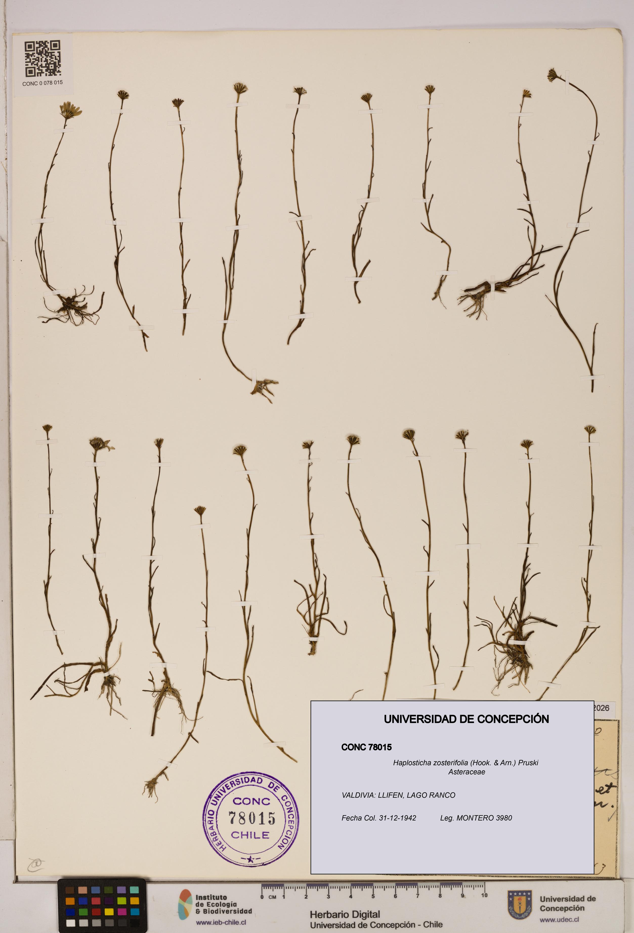 Haplosticha zosterifolia [Espécimen: UDEC:CONC:0078015]