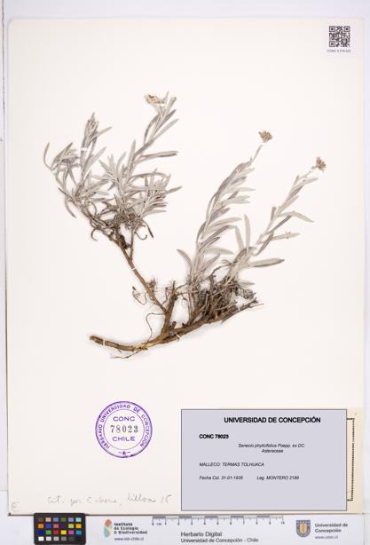 Senecio phylicifolius [Espécimen: ]