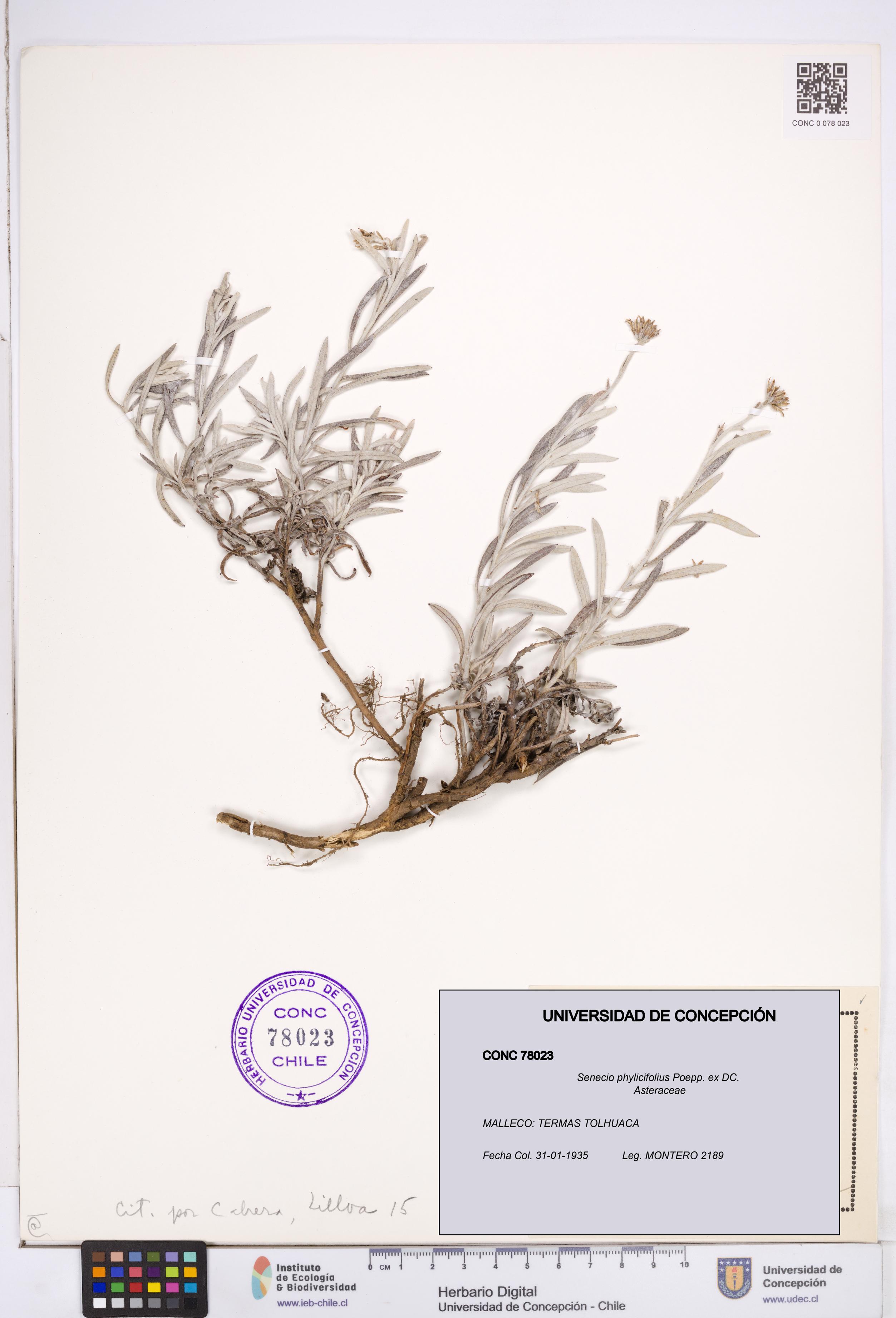 Senecio phylicifolius [Espécimen: ]