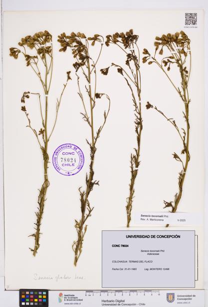 Senecio tocornalii [Espécimen: ]