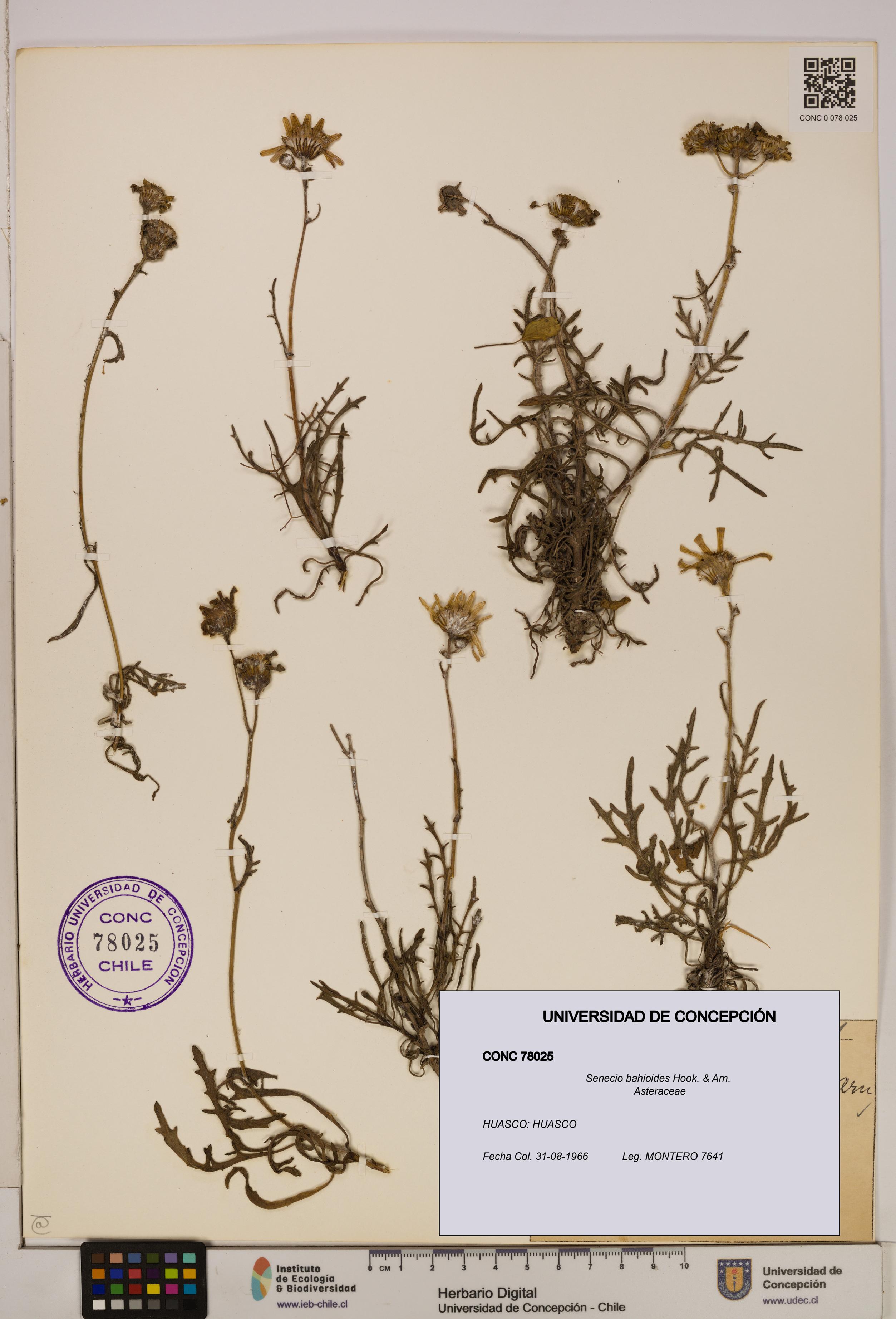 Senecio bahioides [Espécimen: UDEC:CONC:0078025]