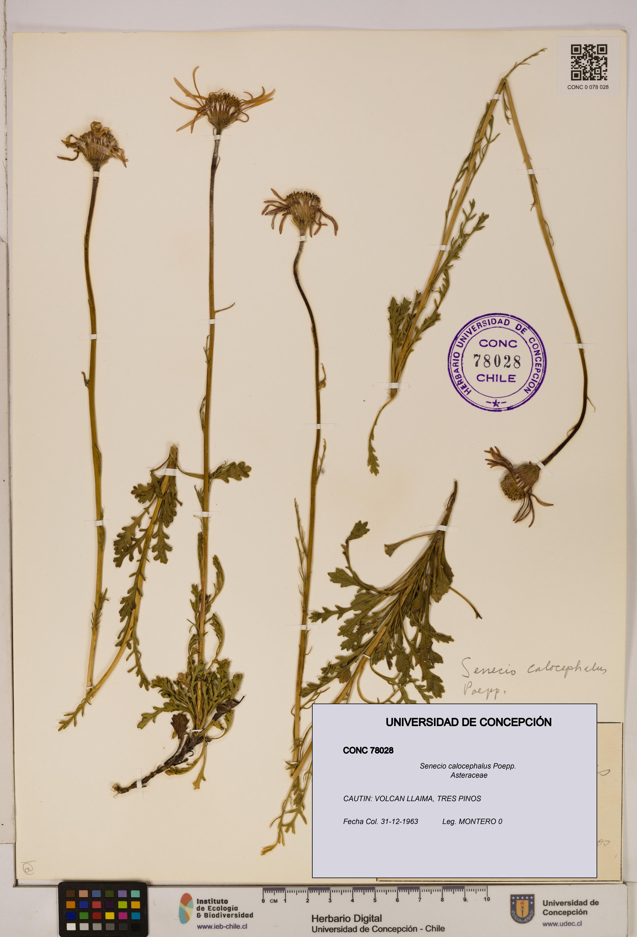Senecio calocephalus [Espécimen: UDEC:CONC:0078028]
