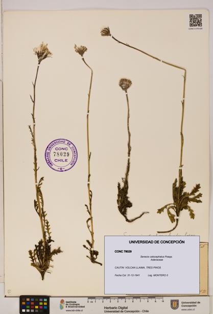 Senecio calocephalus [Espécimen: UDEC:CONC:0078029]