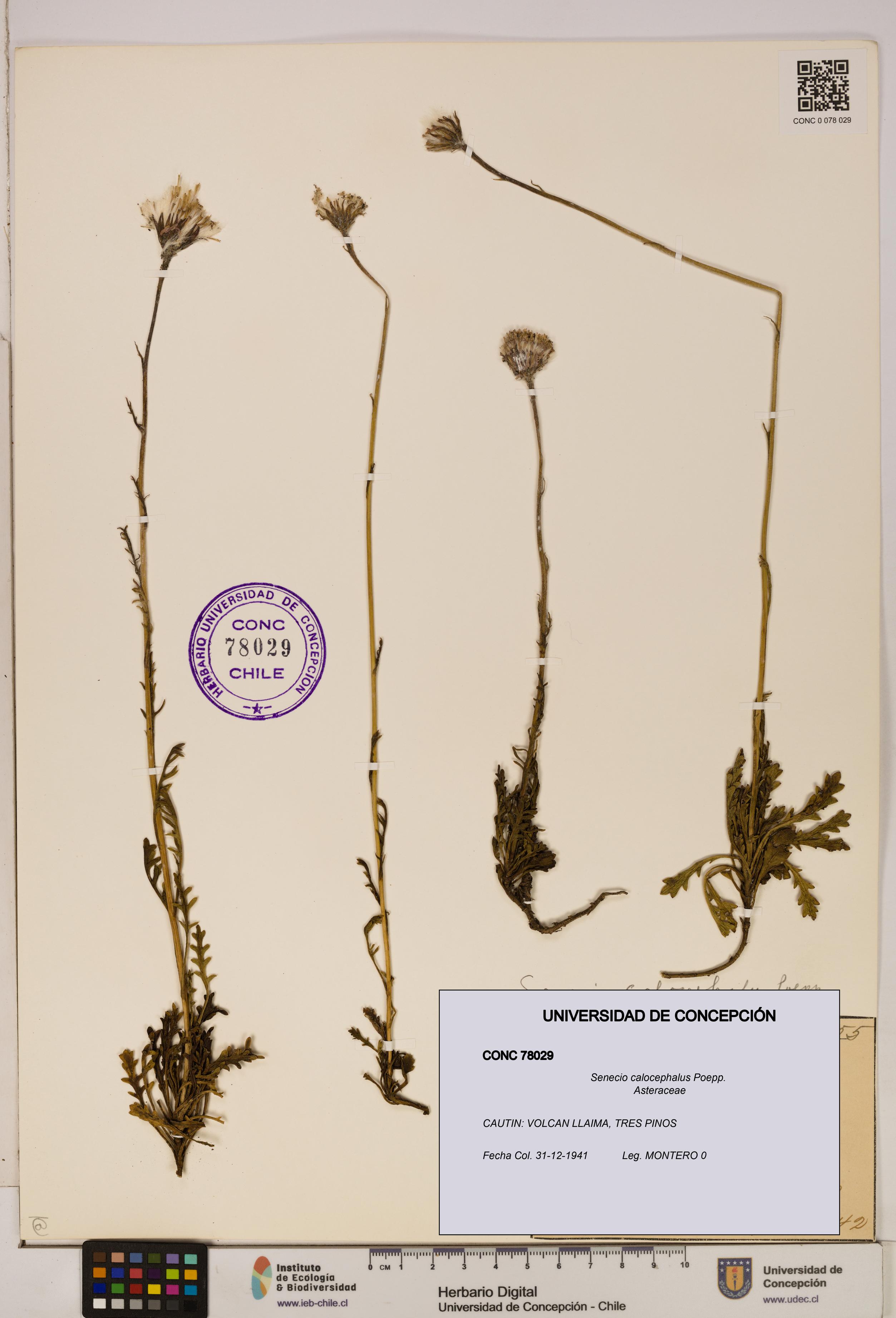 Senecio calocephalus [Espécimen: UDEC:CONC:0078029]
