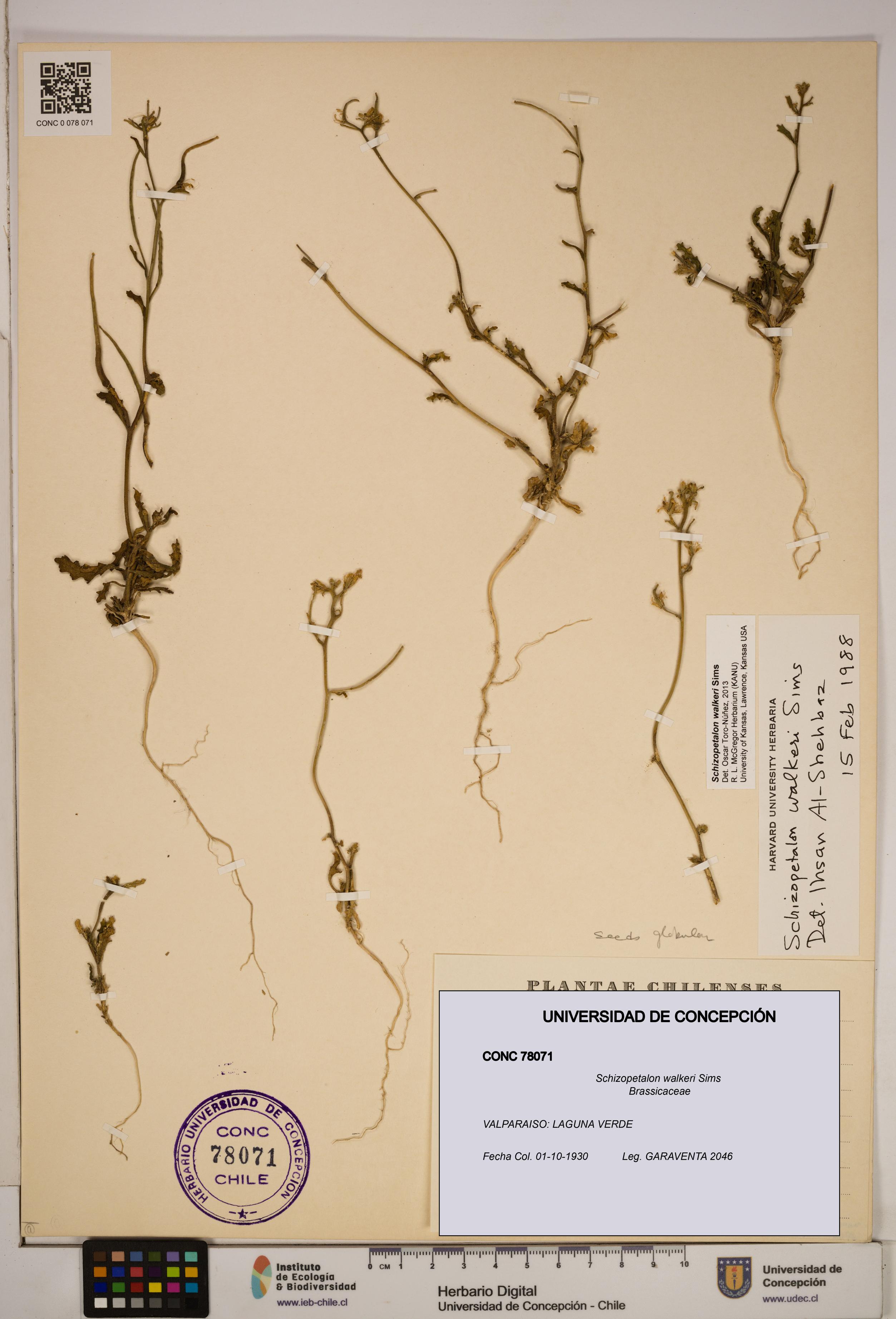 Schizopetalon walkeri [Espécimen: ]